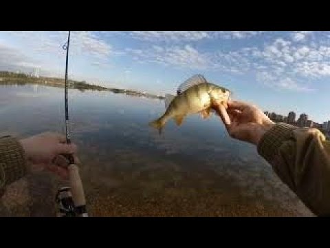 Видео: Протестировал Dodger 702LL на окуне | Рыбалка в Иркутске на квадрате |