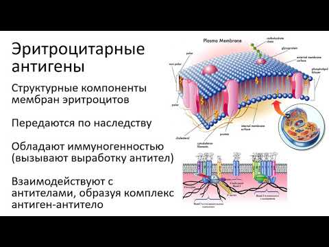 Видео: 1 Иммуногематология 2021