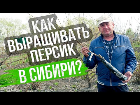 Видео: Посадка персика в Сибири. Как правильно высадить и формировать