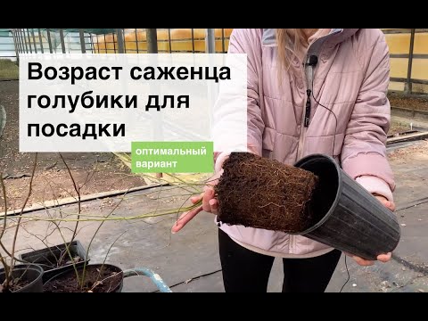 Видео: В каком возрасте высаживать саженцы голубики? | Питомник и лаборатория из Беларуси "Ягодная долина"