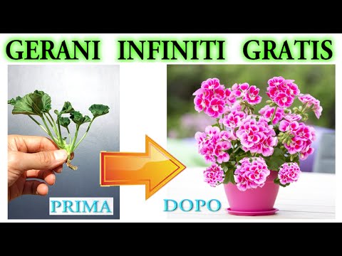 Видео: ГЕРАНИ, ВОТ ТРИ СПОСОБА РАЗМНОЖЕНИЯ ГЕРАНИ БЕСКОНЕЧНО, УХОД ЗА ГЕРАНИЕЙ, РАЗМНОЖЕНИЕ ГЕРАНИ