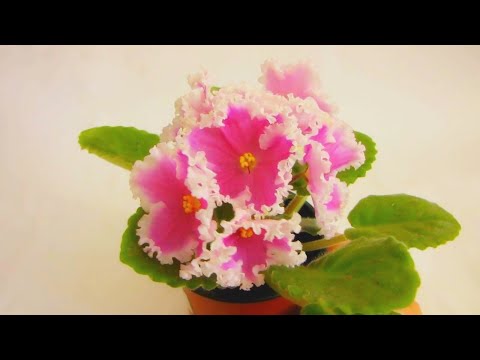 Видео: Что с фиалками!! Желтеют и бледнеют листья. Быстро вянут цветы.. Юлия Датта