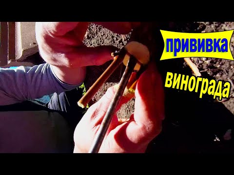 Видео: 🔴🔴Прививка винограда в штамб весной. Прививка винограда весной