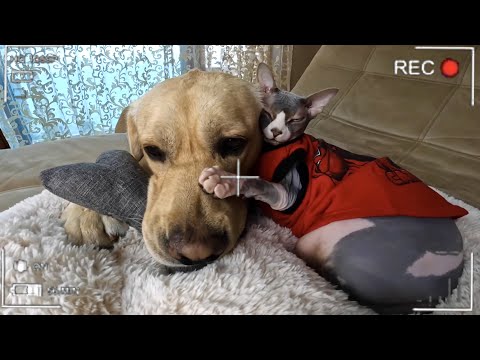 Видео: Скрытая камера 📷 Оставили Дени и Мэни одних дома и они чуть не разнесли всю квартиру 🙈