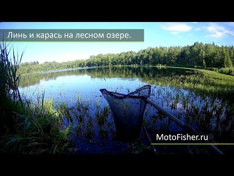 Видео: Рыбалка на озере в Беларуси. Витебск. Линь и карась.