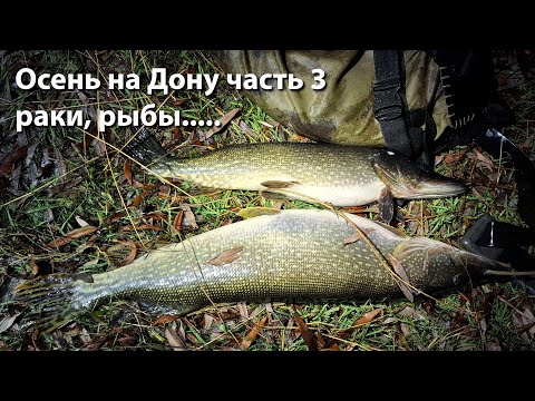 Видео: Осень на Дону часть 3 раки и рыбы. Ночная подводная охота р.Дон 2024 год