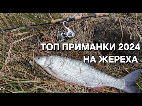 Видео: Мой ТОП ПРИМАНОК НА ЖЕРЕХА в 2024! #рыбалканаспиннинг #жерех #ловляжереха