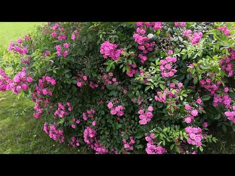 Видео: Кустовые розы, обрезка