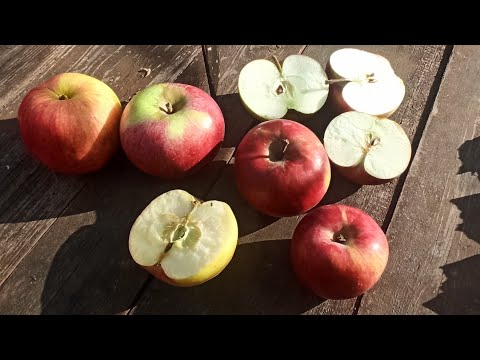 Видео: Обзор и дегустация 4 сортов зимних яблок. Лобо, Орлик, Московское Зимнее, Первоуральское.
