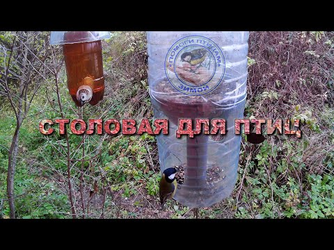 Видео: Кормушка с семечками 23 октября 2025 года (08)