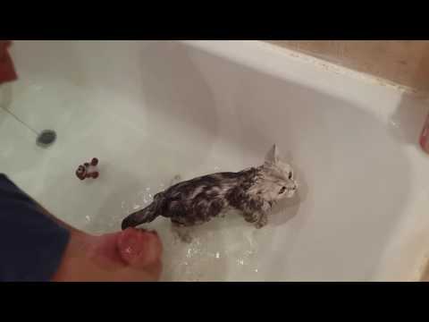 Видео: ПЕРВЫЙ раз моем кошку... Мы В ШОКЕ!