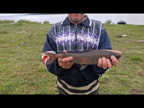 Видео: Уловистая мушка на хариуса.Личинка комара(мотыль).