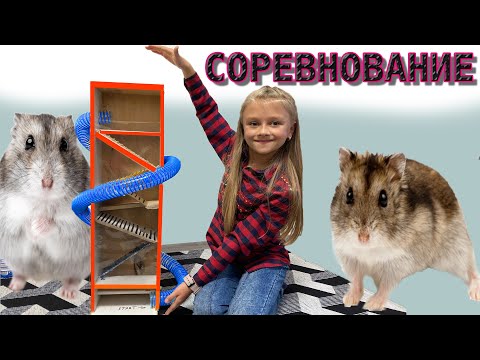 Видео: СОРЕВНОВАНИЯ ХОМЯКОВ КТО ПОБЕДИТ? ПОСТРОИЛИ ЛАБИРИНТ