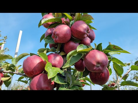 Видео: APPLE RED CHIEF / ЯБЛОНЯ РЕД ЧИФ