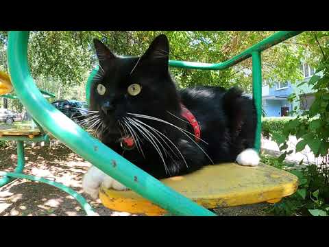 Видео: Петр Петрович и его дрессированный кот Василий #funnycats