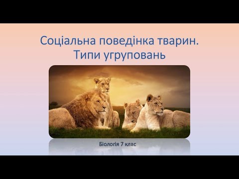 Видео: Біологія. Тварини. Соціальна поведінка. Типи угруповання тварин.