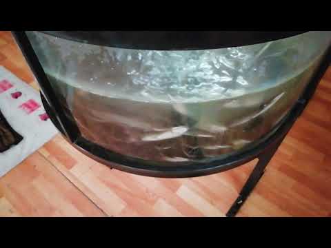 Видео: Клариевый сом. Промежуточный отчет. Мини узв для клариевого сома.