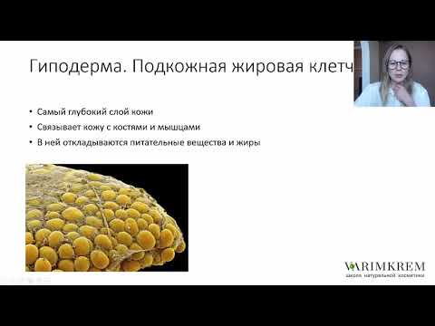 Видео: Строение и функции кожи