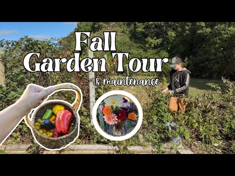 Видео: Осенний тур по саду и уборка ягодных грядок