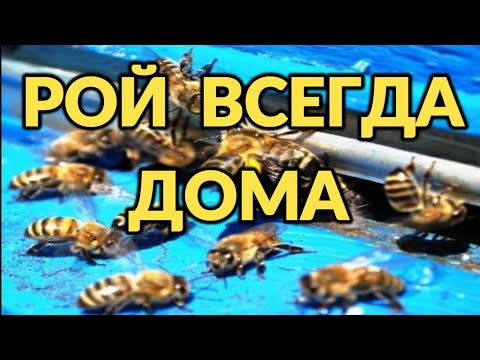 Видео: Как не упустить рой !