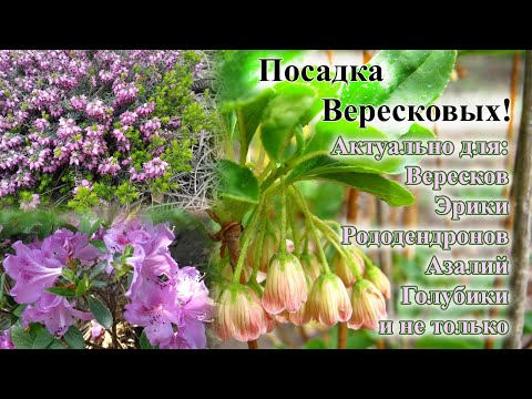 Видео: Посадка вересковых растений шаг за шагом.