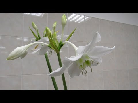 Видео: ЭУХАРИС (Амазонская лилия). Опыт успешного ухода более 30 лет.