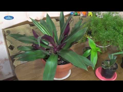 Видео: ТРОПИЧЕСКИЙ ГОСТЬ-комнатный цветок РЕО!