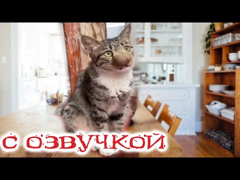 Видео: Приколы с котами! КОТ ПРОТИВ ПЧЕЛЫ !!! Смешные коты С ОЗВУЧКОЙ! Самые смешные животные!