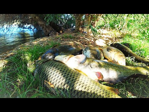 Видео: РЫБАЛКА С НОЧЁВКОЙ НА САЗАНА и СОМА. ВСЯ РЫБА ВЫШЛА К ОБЕДУ. Рыбалка на Волге.