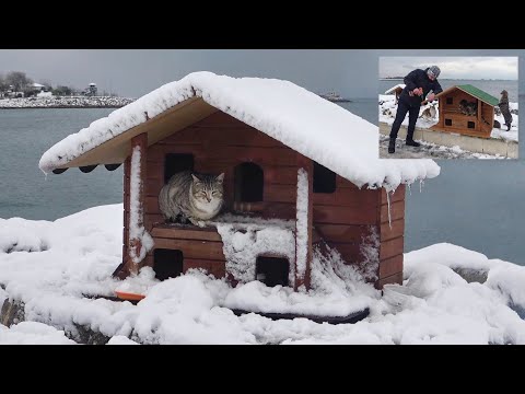 Видео: Такой зимы еще не было. Остров, на котором живут кошки, замерз. Кошки?