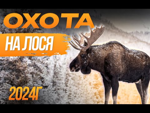 Видео: Охота на лося 2024!