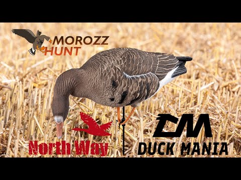 Видео: Новинка от North Way - Чучела белолобых гусей Duck Mania.