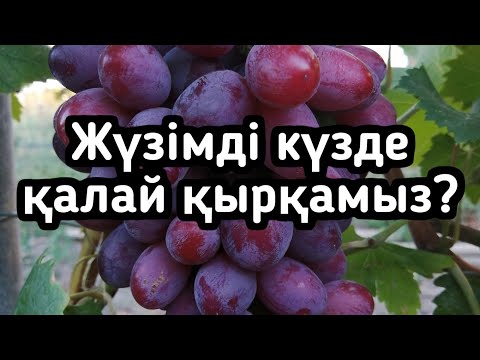 Видео: Көпжылдық жүзімді кесу. #обрезкавинограда  #жүзімкесу