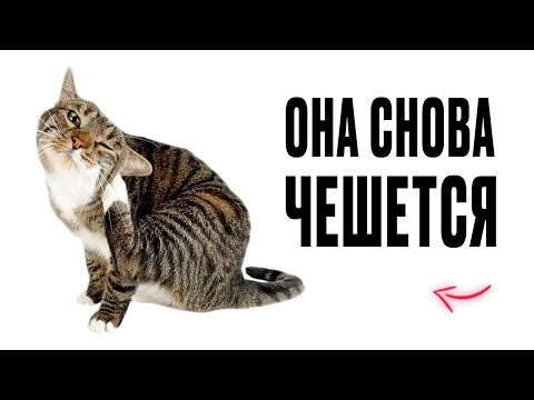 Видео: Если обработка от блох не помогает кошке, то сделайте это 