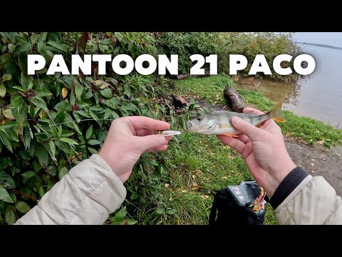 Видео: ОКУНИ НА СПИНИНГ ZIPBAITS KHAMSIN JR AND PANTOON21 PACO