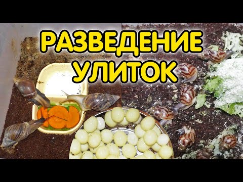 Видео: Улитки ахатины - размножение #1. Разведение улиток в домашних условиях