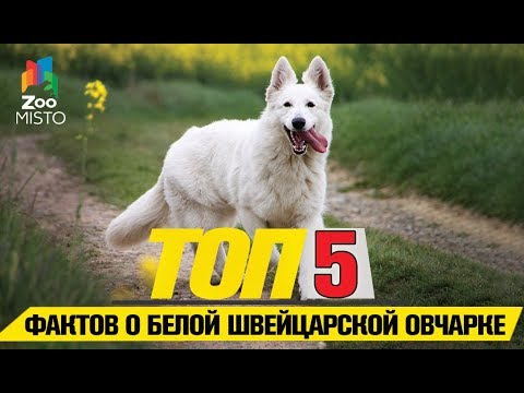 Видео: Tоп 5 фактов о белой швейцарской овчарке | Top 5 Facts About the White Swiss Shepherd Dog