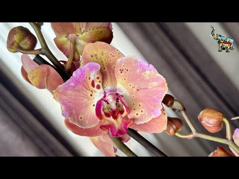 Видео: Орхидеи от @zeboorhids на 8 марта 💖😜, долгожданная РАСПАКОВКА🔥 #phal #orchid #цветениеорхидей