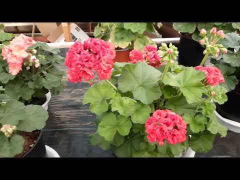 Видео: В кадре -цветение карликов