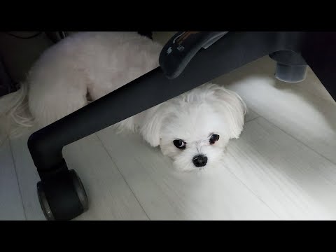 Видео: Успокоить расстроенного щенка!