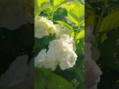 Видео: Починають квітнути гортензії у моєму садочку! Hydrangeas are starting to bloom in my garden!