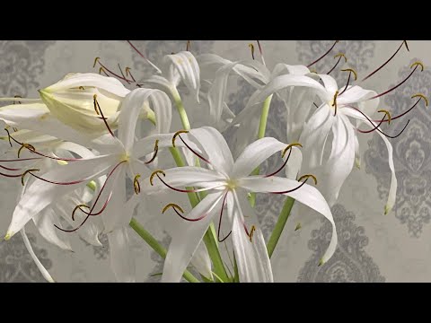 Видео: Гименокаллис расцветет после такой  подкормки 100% Супер удобрение!