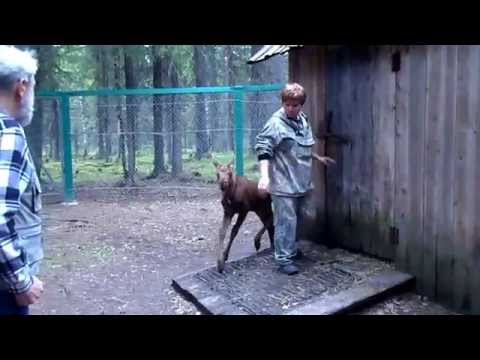 Видео: Кормление ЛОСЯТ// ЛОСЕФЕРМА  п. ЯКША, Республика КОМИ
