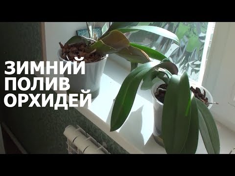 Видео: ЗИМНИЙ ПОЛИВ ОРХИДЕЙ как поливать орхидеи я буду - мой 15 летний опыт