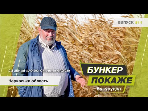 Видео: #БункерПокаже № 11 ФГ «Базис». Збір урожаю гібридів кукурудзи СИ Шикарі ФАО 200, СИ Фрегат ФАО 250