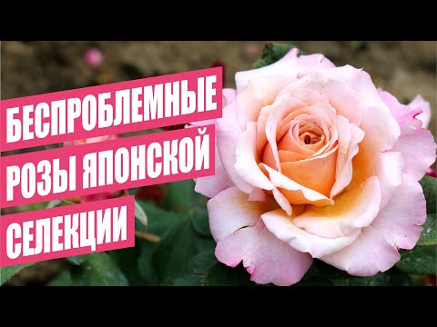 Видео: БЕСПРОБЛЕМНЫЕ РОЗЫ ЯПОНСКОЙ СЕЛЕКЦИИ