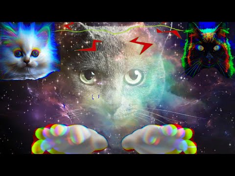 Видео: СУПЕРСПОСОБНОСТИ КОШЕК. Не веришь, что они есть? Посмотри этот видос!!!