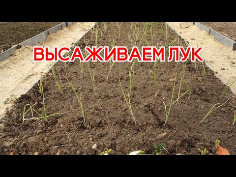 Видео: Высаживаем рассаду лука