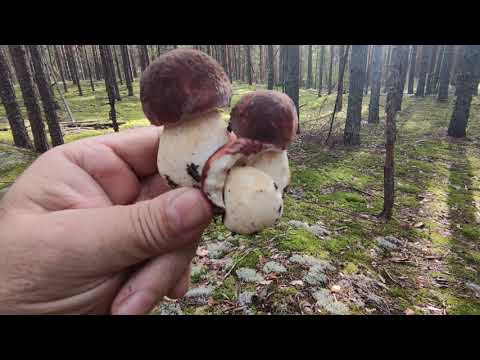 Видео: И в четверг грибы растут