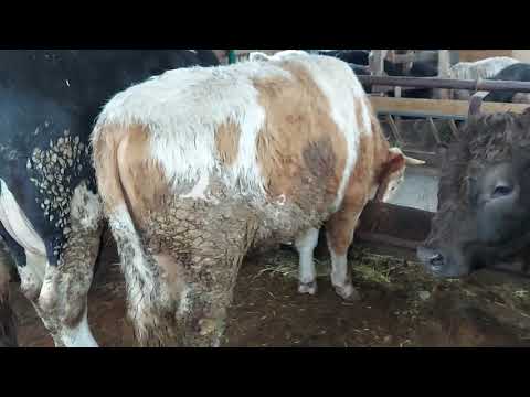 Видео: КАК Я УБИРАЮ НАВОЗ